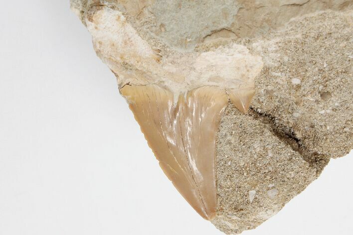 Otodus Shark Tooth Fossil in Rock - Eocene #201180
